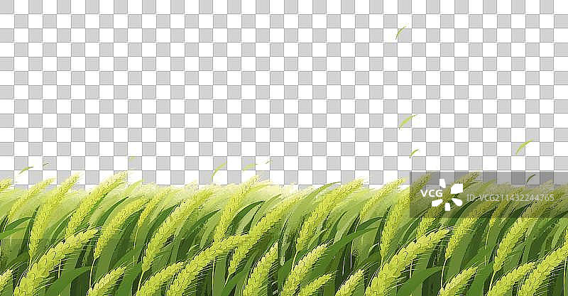 治愈系小清新插画绿色的麦田小麦特写图片素材