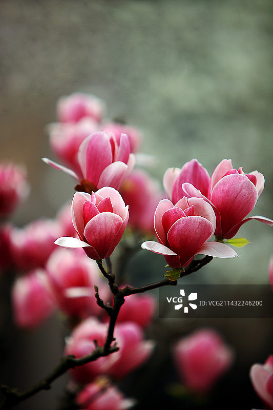 紫玉兰图片素材