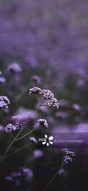 东莞万江马鞭草花海图片素材