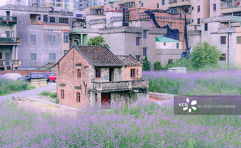 东莞万江马鞭草花海图片素材