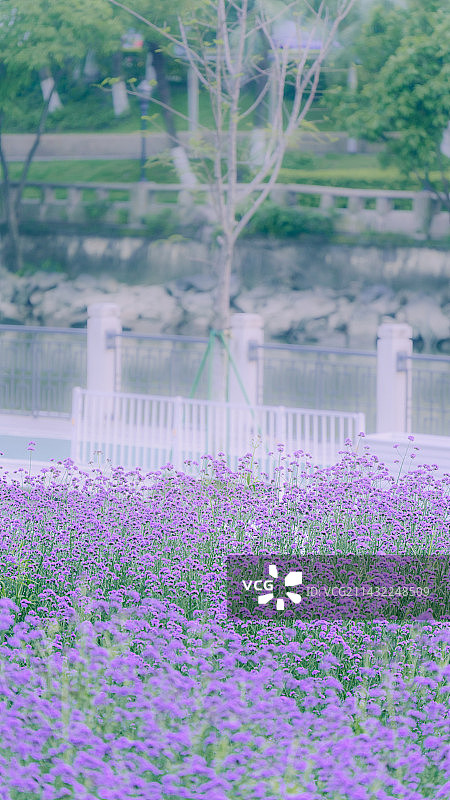 东莞万江马鞭草花海图片素材