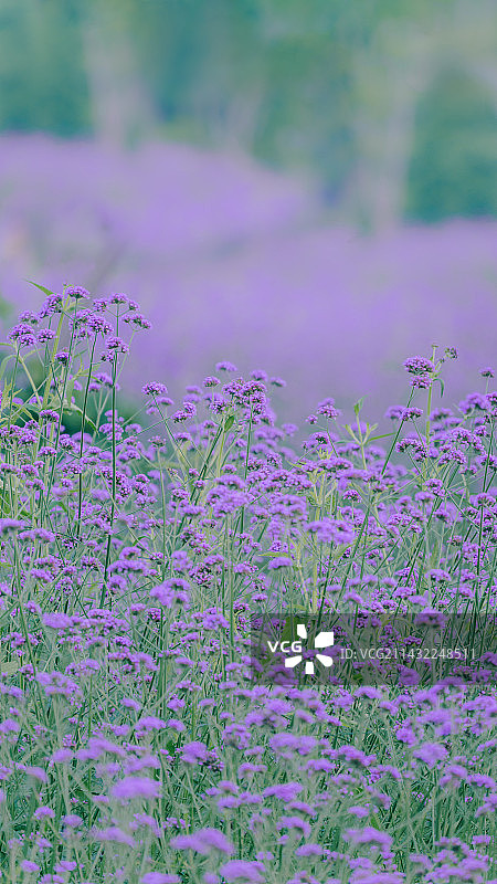 东莞万江马鞭草花海图片素材