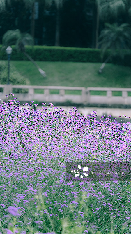 东莞万江马鞭草花海图片素材