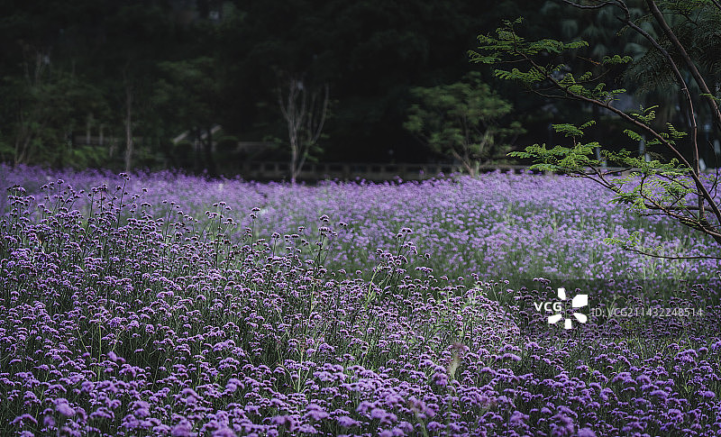 东莞万江马鞭草花海图片素材