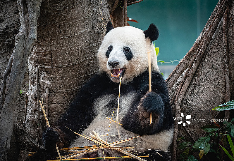 广州动物园大熊猫星一吃竹子图片素材