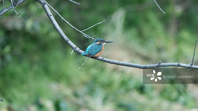 树枝上的翠鸟图片素材