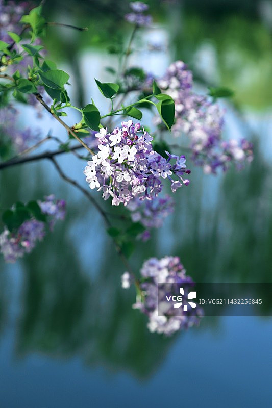 四月丁香季图片素材