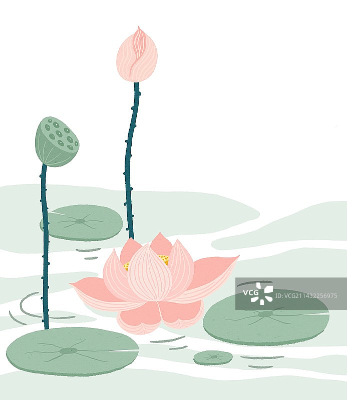 池塘里的荷花荷叶和莲蓬图片素材