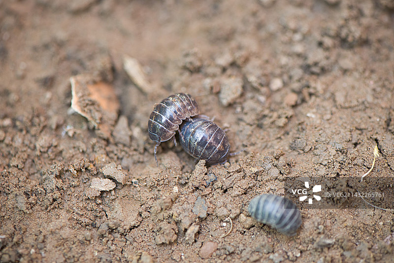 地上的西瓜虫图片素材