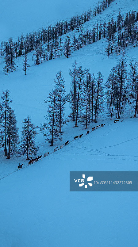 雪原之上的马群图片素材