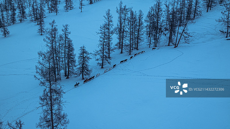 雪原之上的马群图片素材