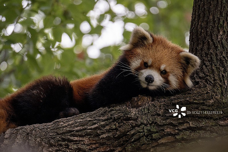 微笑小熊猫 Red Panda Smiling图片素材