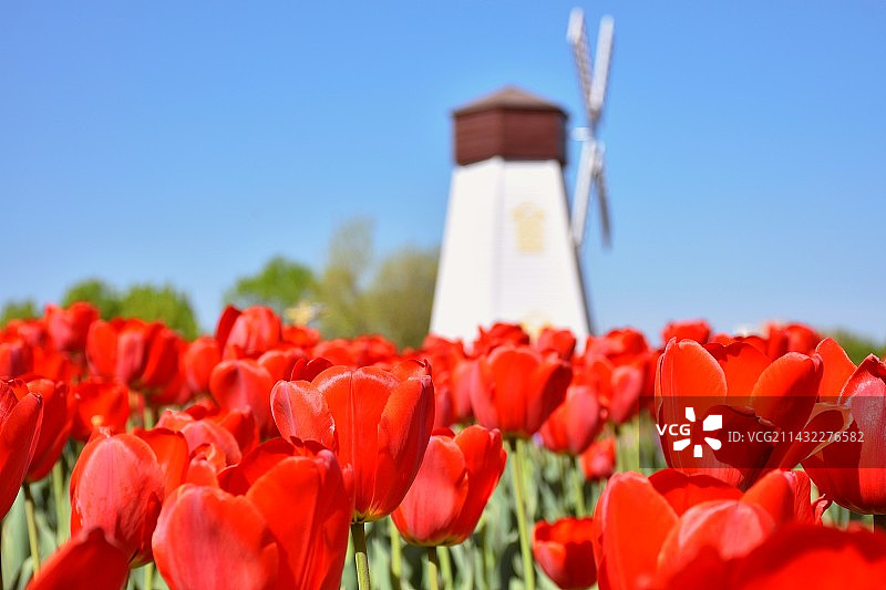 北京房山长阳公园首届郁金香文化节图片素材