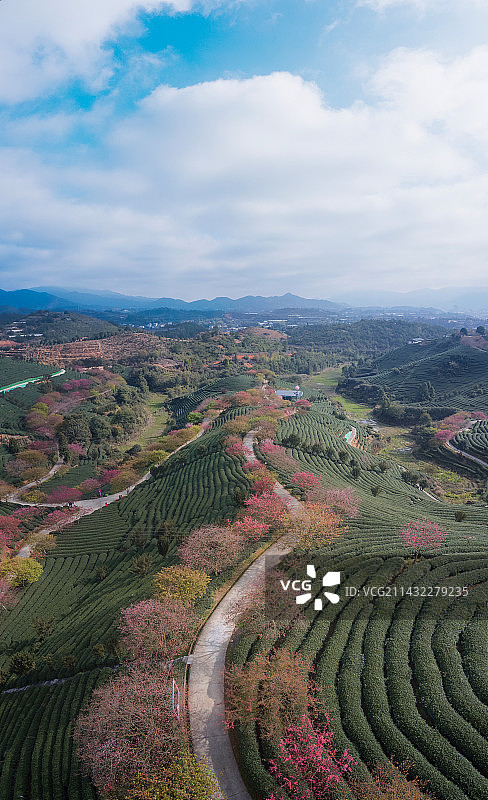 春日樱园（台品樱花茶园）图片素材