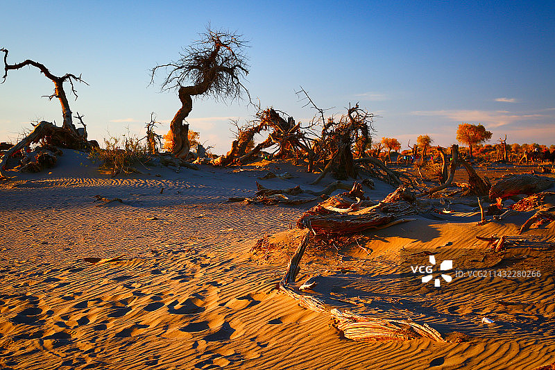 不屈的生命——额济纳怪树林夕照图片素材