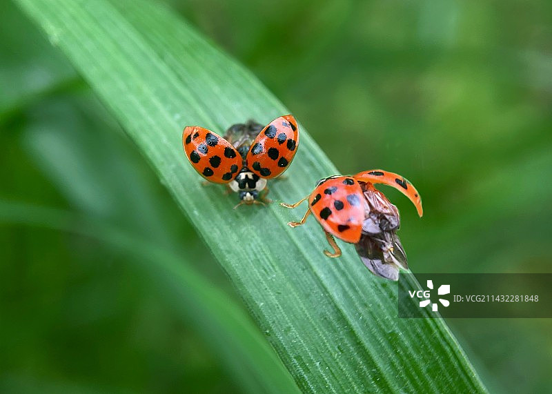 叶上昆虫特写镜头(比翼双飞)图片素材