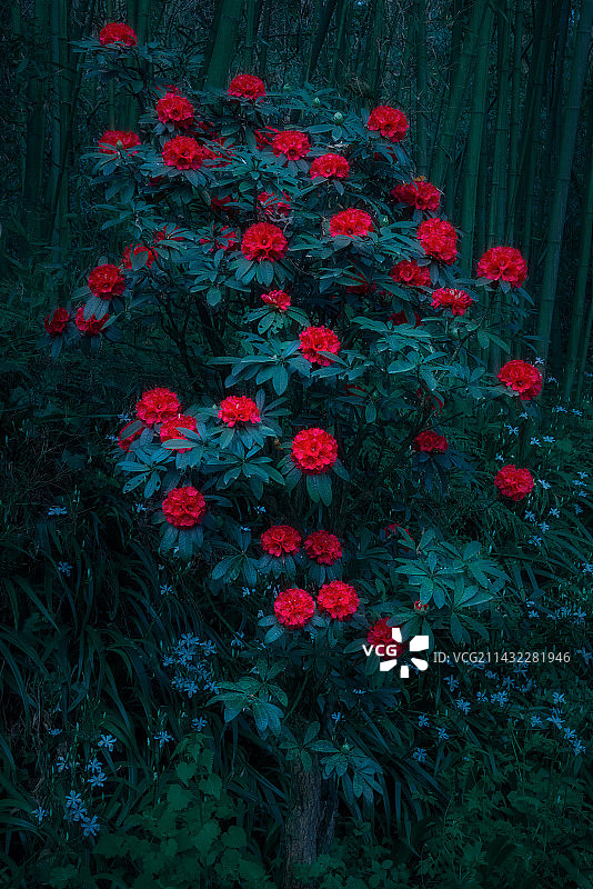 泣露啼红图片素材