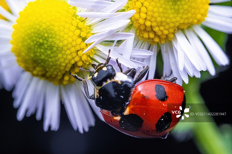 花朵上的七星瓢虫_DSC8623图片素材