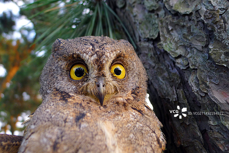 小猫头鹰的特写肖像图片素材