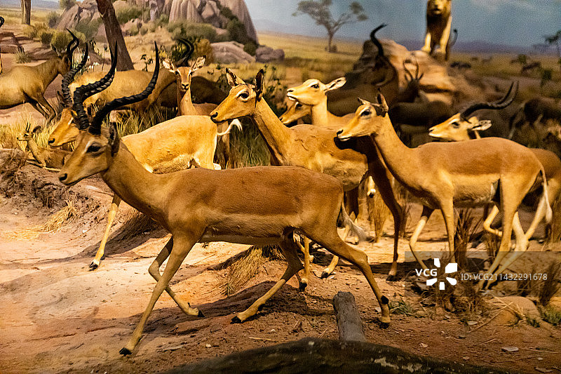 非洲野生动物标本图片素材