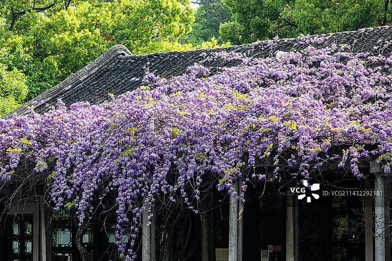 苏州园林，西园寺，春天，紫藤花开图片素材