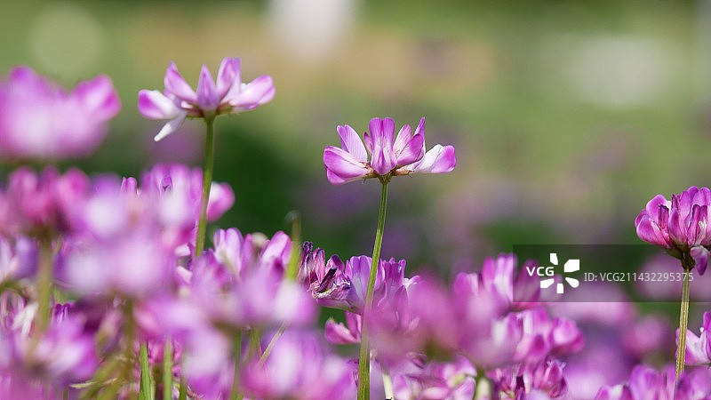 阳光紫云英图片素材