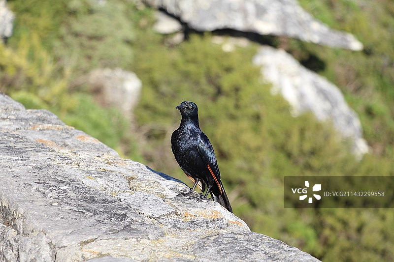 神奇的鸟儿图片素材