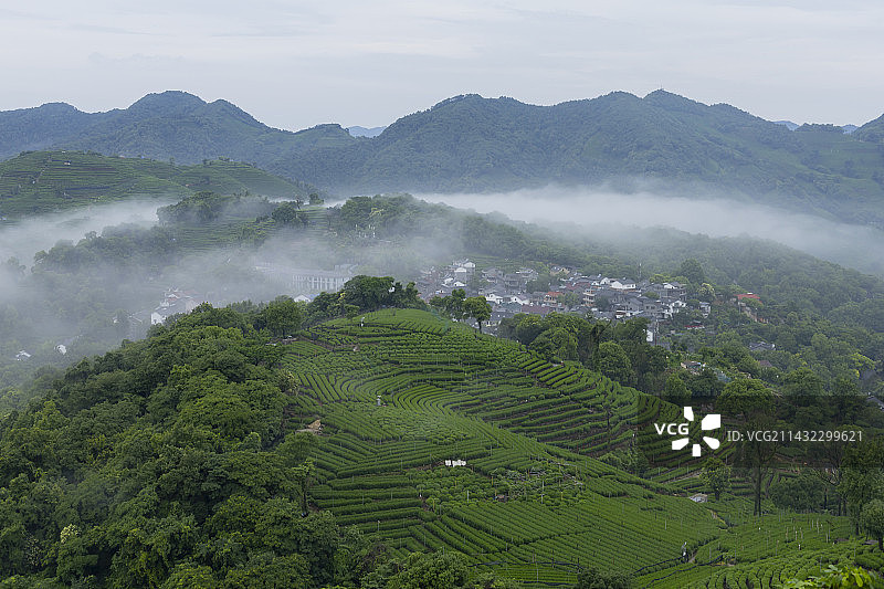 清明龙井茶山图片素材