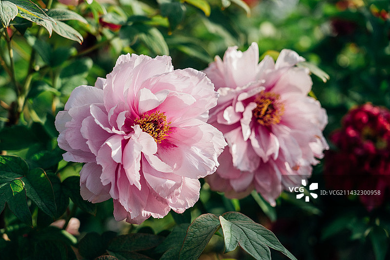 苏州尚湖牡丹图片素材