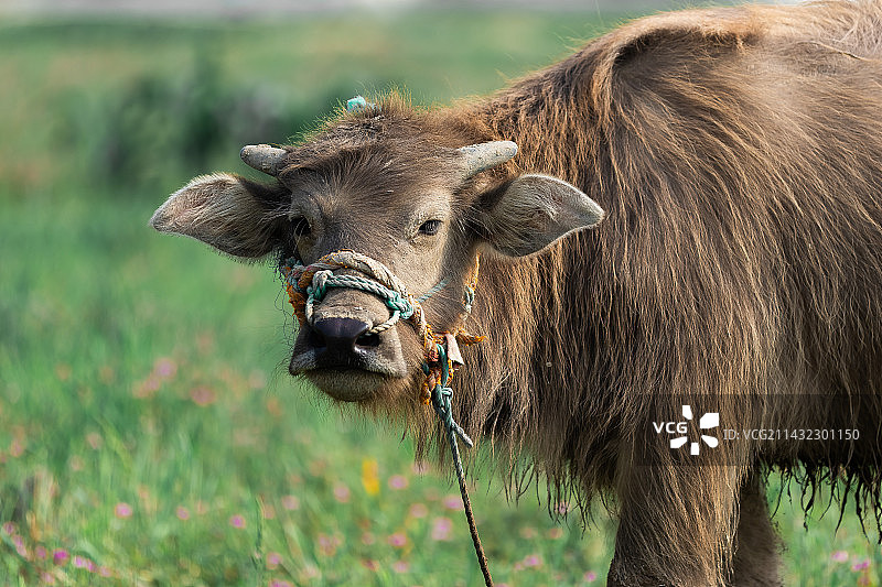 牛站在田野上的肖像图片素材