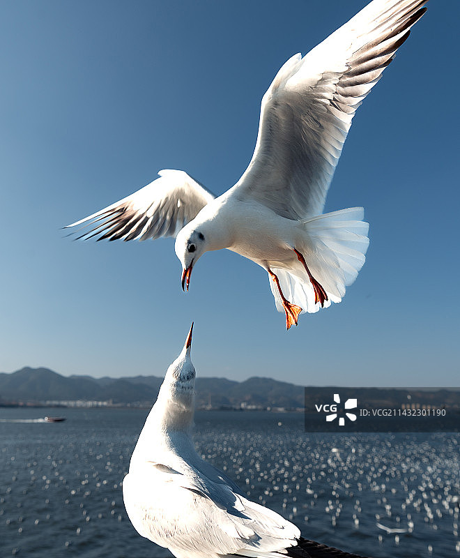 红嘴鸥图片素材