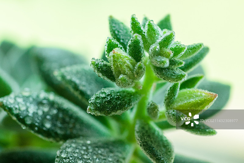 春日雨露图片素材