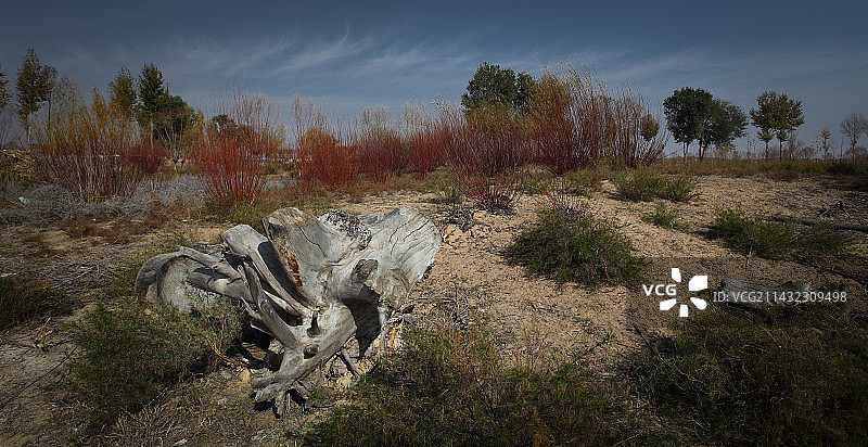 毛乌素沙漠边缘的植被图片素材