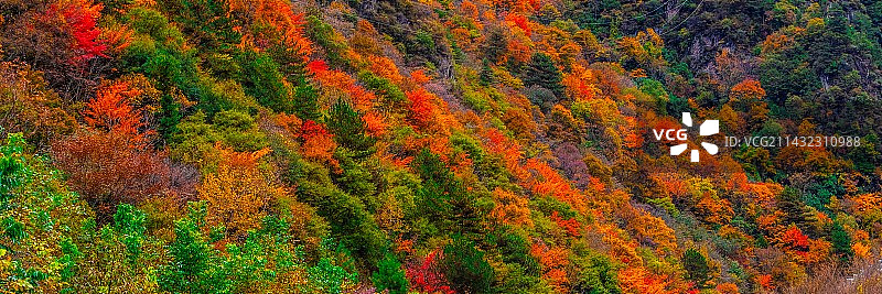 米亚罗秋色图片素材