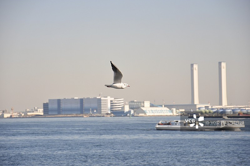 城市风光与海鸥图片素材
