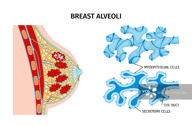 乳腺腺泡解剖结构图片素材
