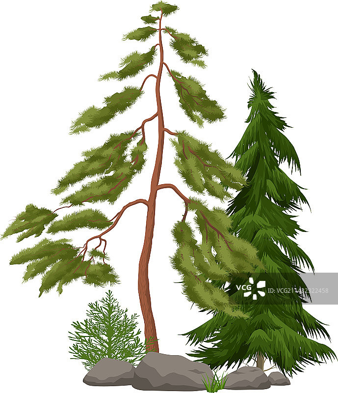 逼真针叶树图片素材