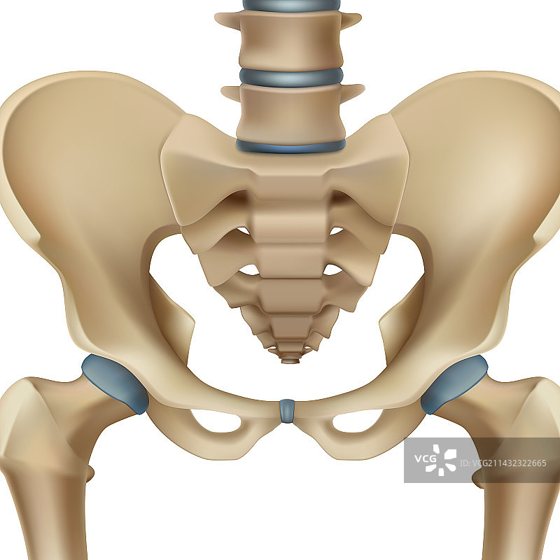 逼真骨盆骨骼图片素材