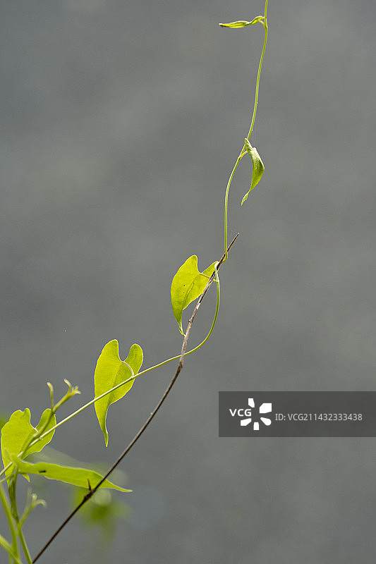 藤类植物的生长图片素材
