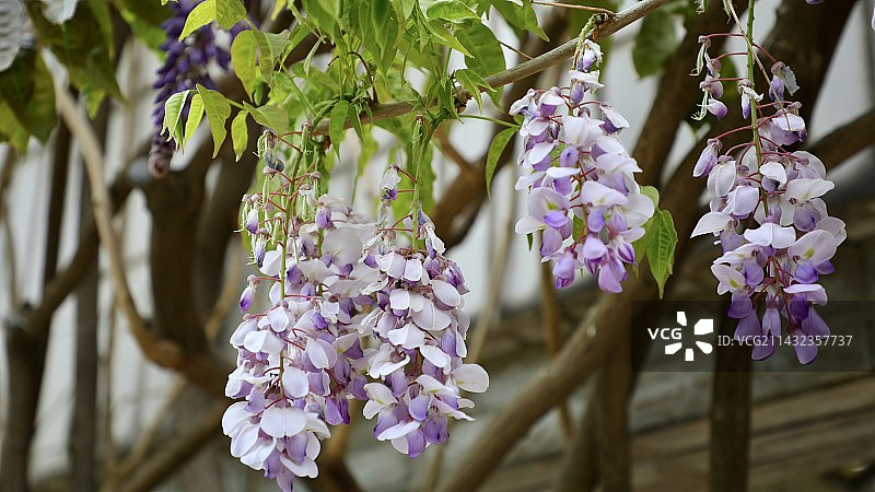 紫藤花图片素材