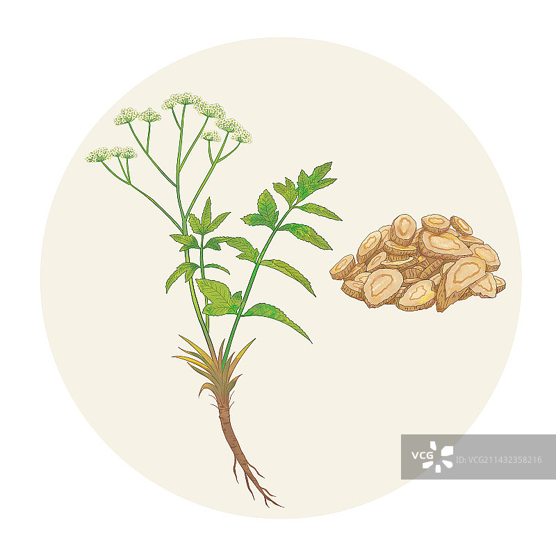 手绘水彩中药药材防风插画图片素材