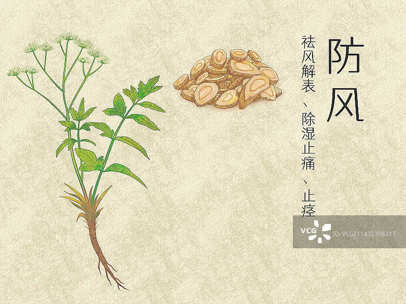 手绘水彩中药药材防风插画图片素材