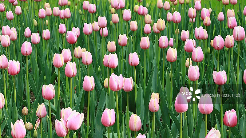 太子湾的郁金香图片素材