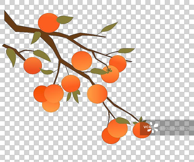 柿子树秋天元素插画图片素材