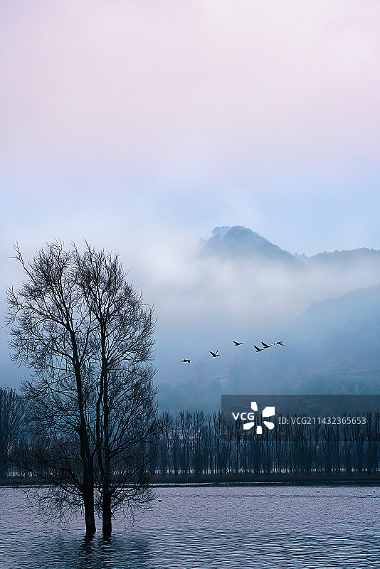 晨雾中，在念湖水面上飞行的大雁图片素材