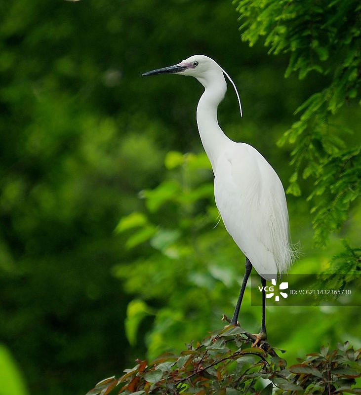 白鹭图片素材