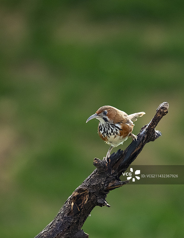 斑胸钩嘴鹛图片素材