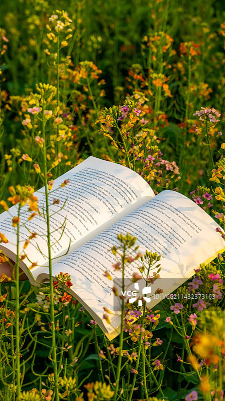 油菜花与书图片素材