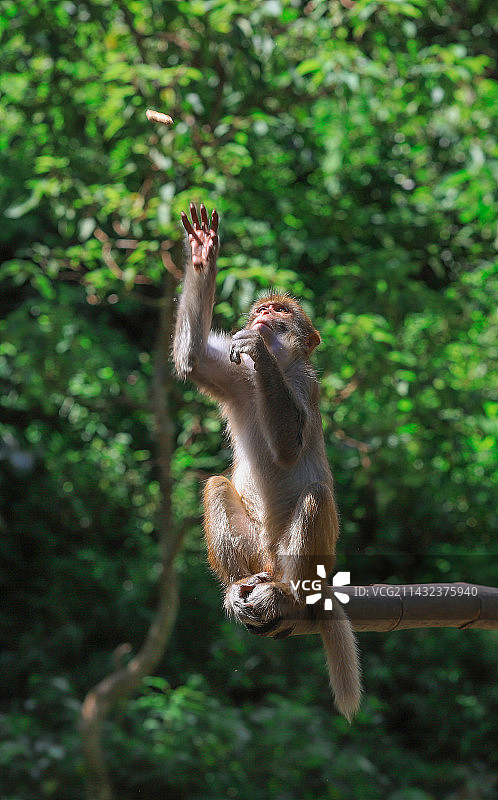 西双版纳猴哥徒手接花生图片素材