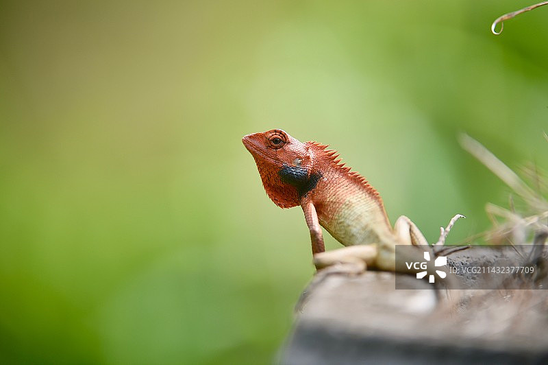 变色龙图片素材